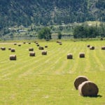 A preliminary report on British Columbia’s forage sector says that quantity and quality of crops, such as this hay field in the province’s Okanagan Valley, must increase to improve livestock performance. | File photo
