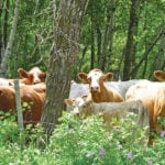 Ticks can cause anemia in cattle and spread a variety of diseases. | Jeannette Greaves photo