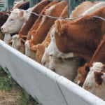 A survey conducted by Lethbridge College students found that older respondents were more opposed to the use of growth hormones in cattle than were younger people. | File photo
