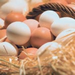 It costs an average of $2.10 to produce a dozen eggs in enriched housing, compared to $1.93 in conventional housing. Figures aren’t available for free-run operations. | File photo