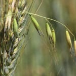 Wild oat control in cereals is especially critical because it can significantly diminish yields.
| File photo