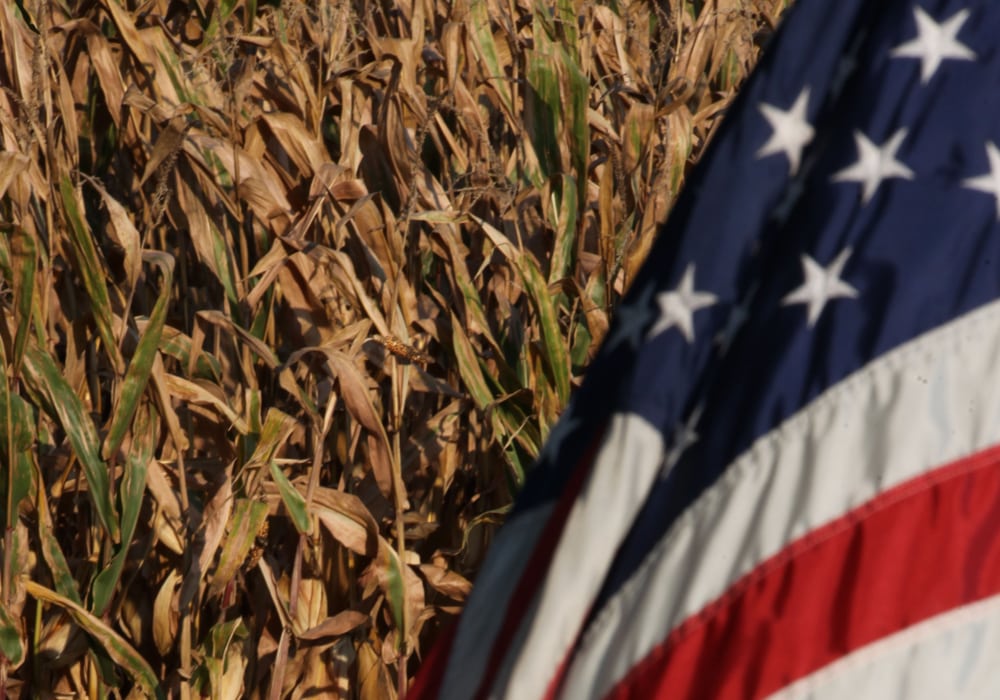 U.S. farmers planted more soybean acres than corn for the first time in 35 years even as domestic soy supplies reached the biggest on record for early June, the U.S. Agriculture Department said on Friday. | File photo