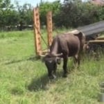 An in-calf cow that wandered over a European country border illegally has escaped a slaughter sentence following a campaign to save her. | Screencap via news.btn.bg