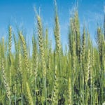 Wheat bids in Western Canada were down for another week, as trade tensions continued to weigh on American futures markets. | File photo