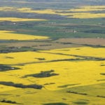 The canola latest acreage report by Statistics Canada failed to surprise most investors in the market, however it still could leave futures looking overpriced, according to a trader. | File photo