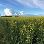 Statistics Canada raised its forecast for this year's canola seeded area to 22.7 million acres, which was well above the 21.383 million forecasted prior to seeding and only slightly below the record 23.0 million planted in 2017. | Paul Yanko photo