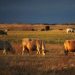 On July 1 the USDA removed a requirement that Manitoba breeding cattle and bison be tested for TB, prior to export into the U.S. | File photo