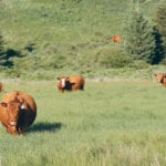 The province wants livestock cash receipts to be $2.5 billion by 2025. | Wendy Dudley photo