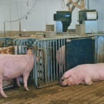A lot of macronutrient research has been done on proteins, carbohydrates and fats, and many pharmaceutical products have been studied, but vitamin research has lagged in the hog industry. | File photo