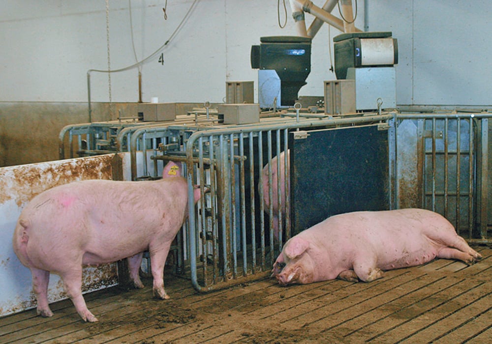 A lot of macronutrient research has been done on proteins, carbohydrates and fats, and many pharmaceutical products have been studied, but vitamin research has lagged in the hog industry.  |  File photo