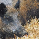 Wild pigs are a result of escapes and releases from wild boar farms during diversification efforts of the 1980s and 1990s. | File photo