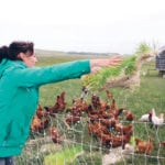 Nancy Hewlett hurls a heavy slab of sprouted barley to feed her hens and roosters on the Sage Creek Permaculture farm. | Jeremy Simes photo