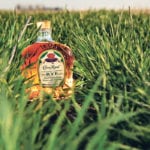 Rye remains popular for a variety of uses, including alcohol, where it has carved an increasingly large North American niche. New feed uses, cover crops and land remediation are also adding to its markets. | Michael Raine photo