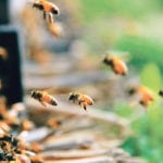 Neonicotinoids are under fire because of concerns they may be threatening bee populations. | File photo