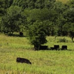 McDonald's Canada said more than 20 million Angus beef burgers will be sourced starting this year using animal care and environmental standards set by the Canadian Roundtable for Sustainable Beef. | File photo