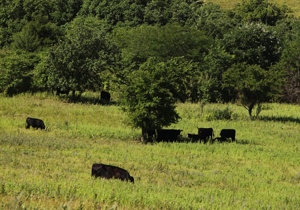 McDonald's Canada said more than 20 million Angus beef burgers will be sourced starting this year using animal care and environmental standards set by the Canadian Roundtable for Sustainable Beef. | File photo