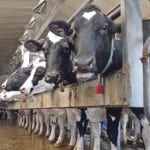 Bothwell Cheese buys milk from three Manitoba dairy farms that feed their cows non-GM feed. | File photo