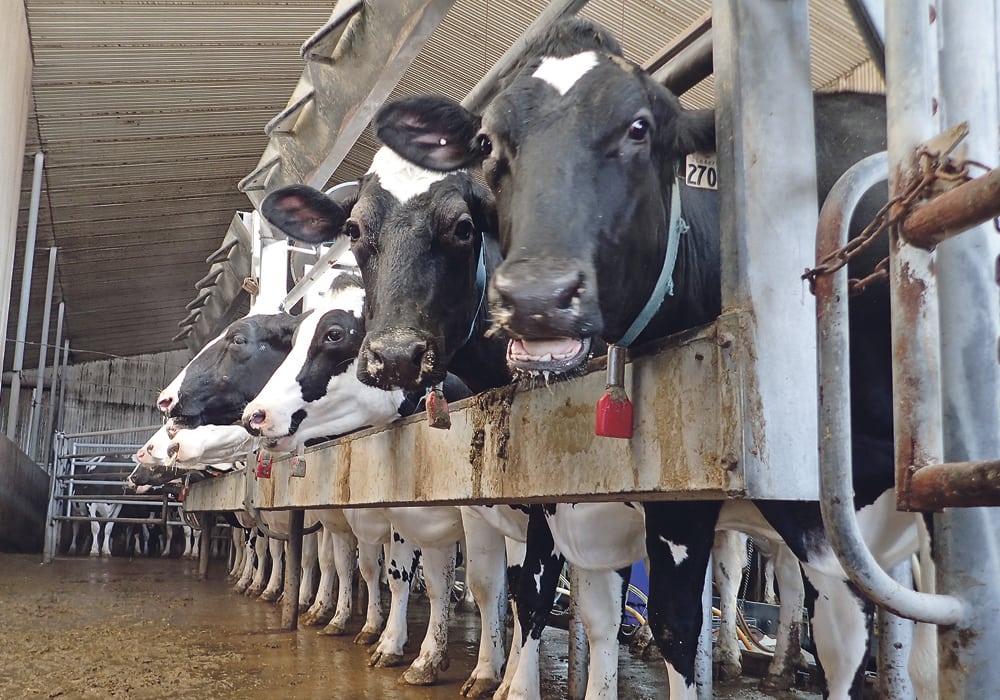 Bothwell Cheese buys milk from three Manitoba dairy farms that feed their cows non-GM feed. | File photo
