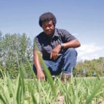 Jacob Marfo, manager and research co-ordinator with the Mackenzie Applied Research Association, looks at how his organic oat trials are doing in Fort Vermilion, Alta. | Jeremy Simes photo
