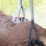 Most livestock producers agree castration, branding, dehorning and difficult calving cause animals pain, but most producers do not use pain treatments to take the edge off.
| File photo