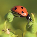Lady beetles are among the beneficial insects that farmers are encouraged to protect. | File photo