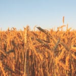 Farmers are advised to sell wheat varieties that are slated for reclassification before Aug. 1 to avoid unexpected marketing issues. | File photo