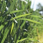 The National Farmers Union says Cereals Canada’s response to the discovery of genetically modified wheat in Alberta is disappointing. | File photo