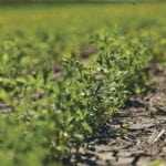 Farmers are advised to take advantage of their ground’s-eye view of prairie crops and inventories when marketing. | Michael Raine photo
