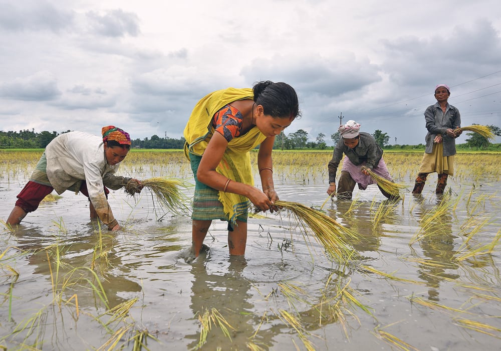 Women plant rice into a field in the northeastern Indian state of Assam July 3. A poor summer monsoon could reduce normal rainfall by 10 to 12 percent, which would be classified as a drought.  |  REUTERS/Anuwar Hazarika photo