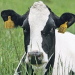 A new report says dairy is trivial in the big scheme of North American Free Trade Agreement talks. | File photo