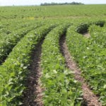 In North America, soybean protein levels vary with geography. Protein levels are higher in southern states and lower in the northern Plains.
| File photo