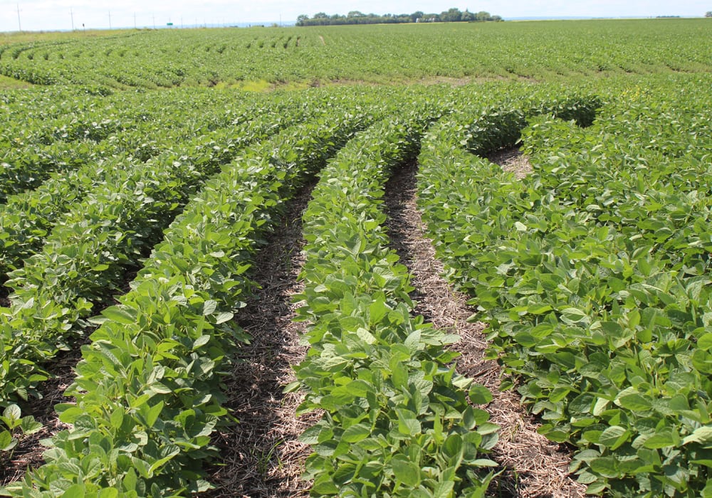 low protein soybeans a risk the western producer