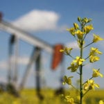 The symbiotic relationship that crude oil and canola used to enjoy seems to have hit a snag. | File photo