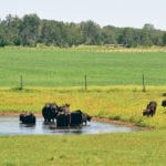 Water with high sulfate levels affects copper absorption rates, and cows younger than 10 years are likely to not get pregnant if they suffer from a copper deficiency. | Jeannette Greaves photo