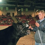 Cody LaFrentz of Bienfait, Sask., won the grand champion steer award at the Calgary Stampede junior steer classic show held July 15. | Barbara Duckworth photo