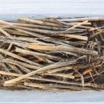 Verticillium stripe will give canola stems a shredded appearance. | Jeremy Simes photo