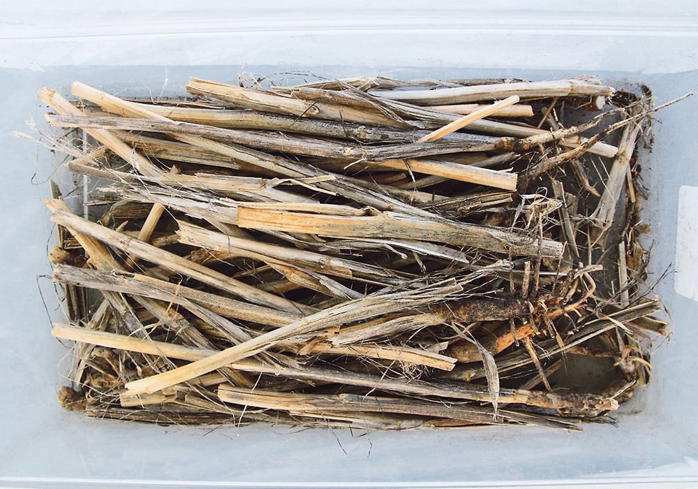 Verticillium stripe will give canola stems a shredded appearance. | Jeremy Simes photo