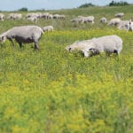 Goats and sheep are grazing leafy purge at the Wilner Elbow Grazing Corp. pasture this summer. | William DeKay photo
