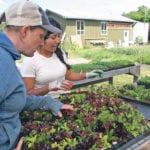 Gemma McNeill at Zaklan Heritage Farm checks lettuce ready for transplanting with a farm employee. The farm works with family members and has three employees for field and greenhouse work. | Barbara Duckworth photo