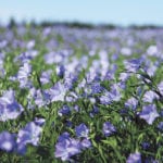 Flax stocks as of March were reported to be 327,000 tonnes, which compares to 417,000 at the same time in 2016. | File photo