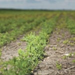 India could be back in the lentil market later in 2018-19 because it appears the country will have a 250,000 to 300,000 tonne shortfall of supply. | Michael Raine photo