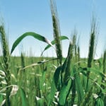 Minneapolis spring wheat made big gains last week, but early this week they were handed back, dropping July 16 by 7.5 cents to US$5.28. | Barb Glen photo