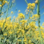 This field of dryland canola near Turin, Alta., is showing signs of heat blast. | Barb Glen photo