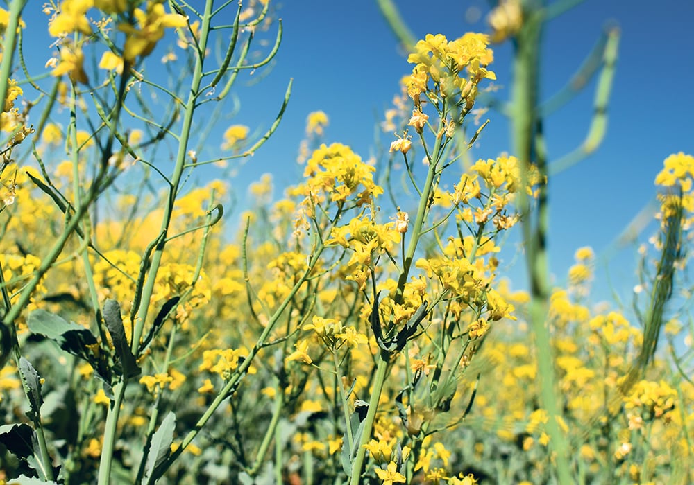 This field of dryland canola near Turin, Alta., is showing signs of heat blast.  |  Barb Glen photo