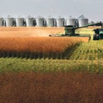 Straight cutting canola continues to expand in the Canadian industry, with producers choosing to leave the crops standing and accepting some shattering losses in exchange for larger seed sizes and saved swather operations. | Michael Raine photo