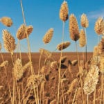 Argentina is the only other canaryseed exporter of significance, and growers in that country have cut their acres in half. | File photo