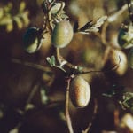 Analysts are expecting farmers to grow 330,000 to 350,000 tonnes of kabuli chickpeas this year. | file photo