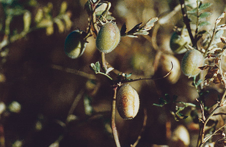 Analysts are expecting farmers to grow 330,000 to 350,000 tonnes of kabuli chickpeas this year.  |  file photo
