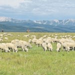 A flock of 600 ewes successfully control leafy spurge on the 65,000 acre grazing co-operative.