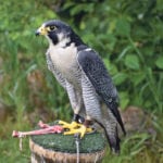 Zeus, an eight-year-old male known as a tiercel, is one of the peregrine falcons raised by Helen and Phil Trefrey. The birds’ large eyes help them see more than 1.5 kilometres away and keep track of three moving objects at once. Peregrine falcons are considered among the fastest animals on earth because of their dive, or stoop, speed, which can reach more than 322 km-h. | Maria Johnson photos